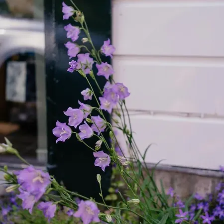 Garden House Дом отдыха Zuiderwoude